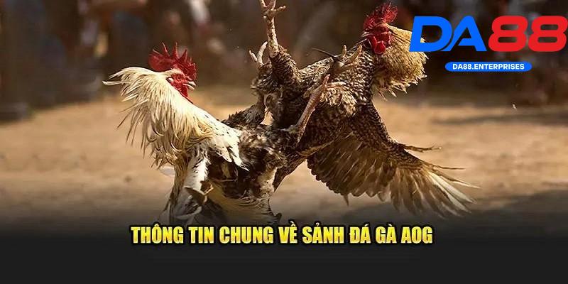 Giới thiệu sảnh AOG Đá Gà